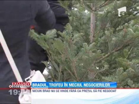 EXCLUSIV! Oh, brad scump! Vanzatorii tin cu dintii de preturi