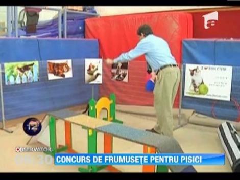 Concurs de frumusete pentru pisici