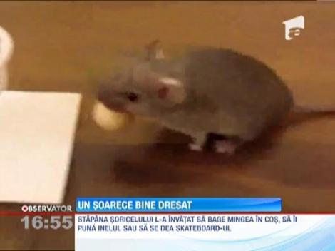 Un soarece bine dresat