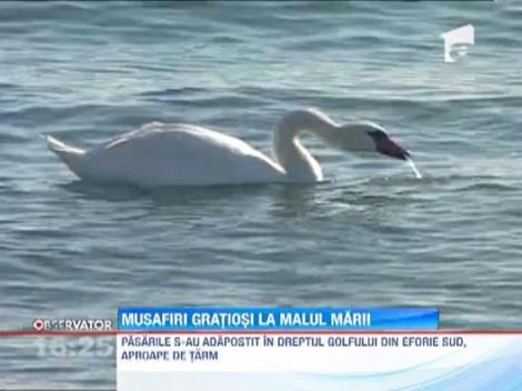 Un stol de lebede a poposit pe malul marii de la Eforie Sud
