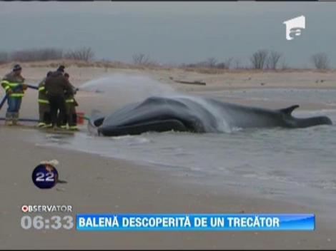 Balena descoperita de un trecator