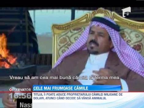 Cele mai aratoase camile s-au intrecut la un concurs de frumusete in Abu Dhabi
