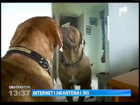 Animalele de companie si oglinda