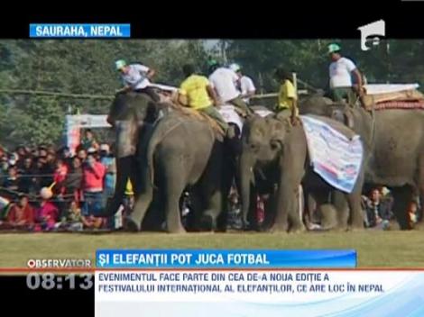 Cativa elefanti au schimbat arena circului cu terenul de fotbal
