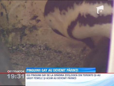 Pinguinii homosexuali de la gradina zoologica din Toronto au devenit parinti