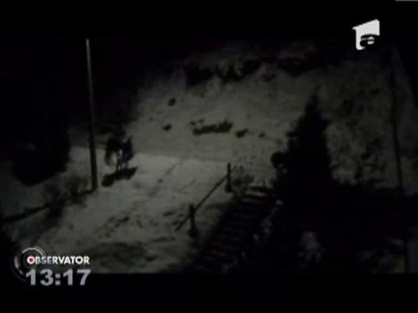 Ursii se plimba liberi prin Baile Tusnad