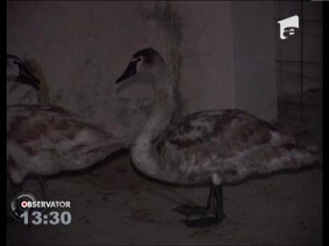 Trei lebede slabite si derutate de ceata densa s-au oprit in Bacau