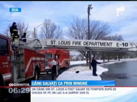 Caini salvati ca prin minune. Au avut noroc si s-au intors acasa