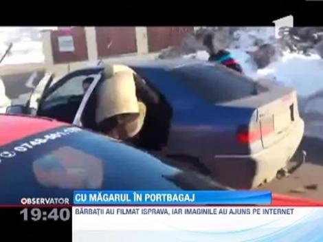 De rasul lumii! Cum se baga un magar intr-un portbagaj