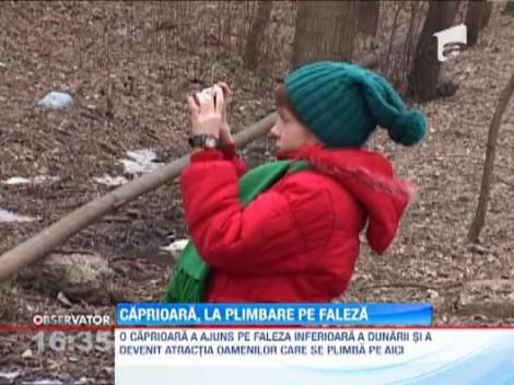 O caprioara se plimba nestingherita pe faleza Dunarii