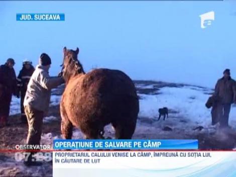 Cal cazut intr-o groapa adanca de doi metri, salvat de pompieri