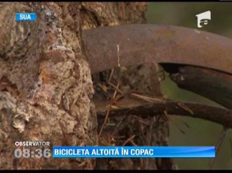 Copacul care a adoptat o bicicleta. Arborele atrage mii de turisti in Washington