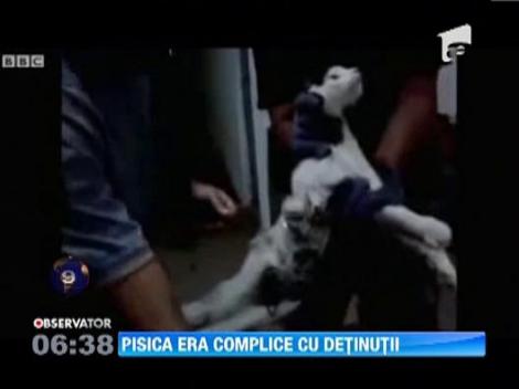 Gardienii unei inchisori din Brazilia au "arestat" o pisica