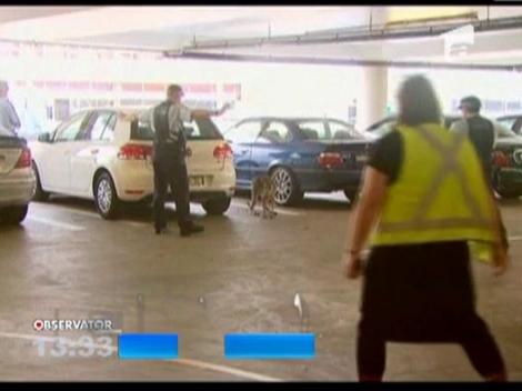 Un cangur s-a ratacit in parcarea aeroportului din Melbourne