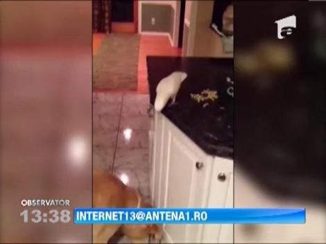 O prietenie neobisnuita