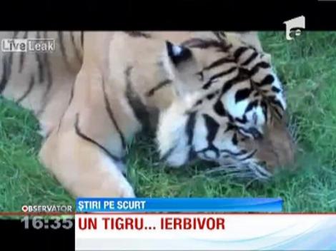 Un tigru bengalez iubeste iarba