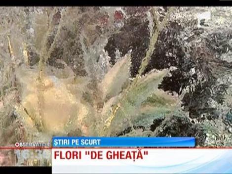 VIDEO! Minunatiile de gheata: In Kiev au "inflorit" sute de trandafiri