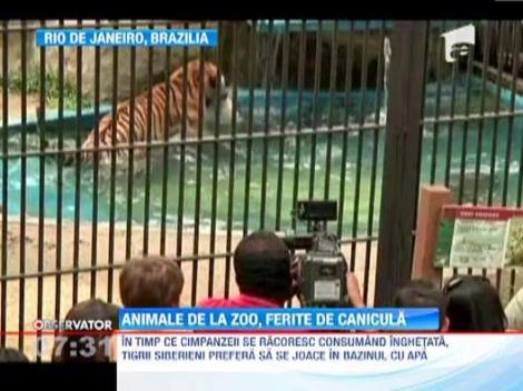 Animalele din gradinile zoologice braziliene fac cu greu fata caniculei 