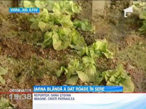 Iarna blanda le-a adus bani agricultorilor