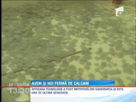 Ferma de calcani, la Marea Neagra