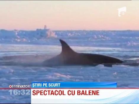VIDEO! Balene ucigase, prinse sub pojghita de gheata in Canada