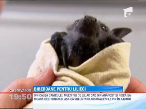 VIDEO! Australia: Sute de pui de liliac afectati de canicula. Sunt hidratati cu biberoane si perfuzii