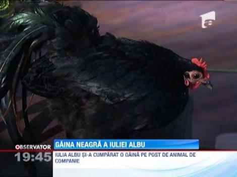 Iulia Albu si-a luat o gaina de companie. O cheama Loulou si va trai, cel mai probabil, opt ani
