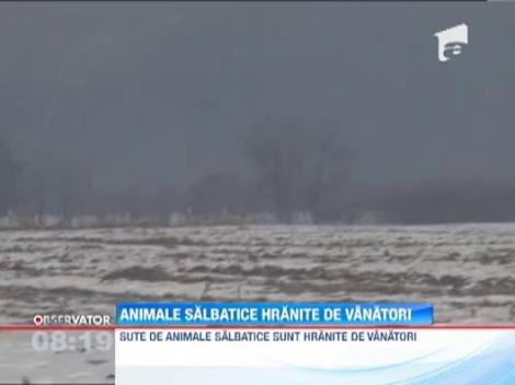 Animalele salbatice, hranite de vanatori pe timpul iernii