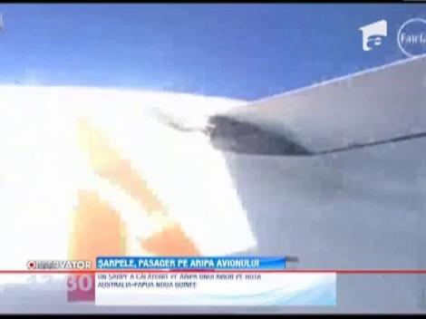 Pasager clandestin pe aripa unui avion: un sarpe!