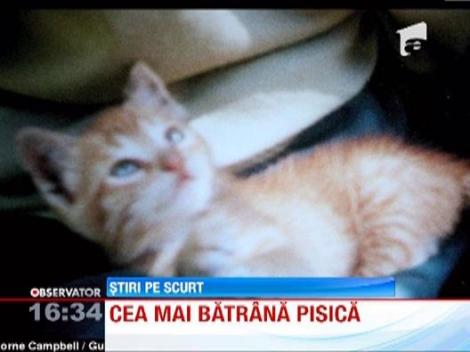 Cea mai batrana pisica din Marea Britanie: Margaret are 116 ani... omenesti