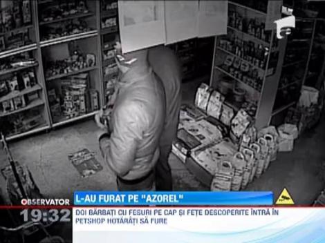 Hotii romani n-au limite, dar au imaginatie! Doi barbati au furat un caine dintr-un petshop din Constanta