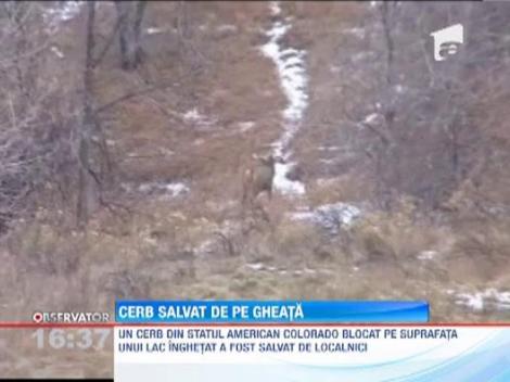 VIDEO! Salvare spectaculoasa in Colorado: un pompier a tras un cerb dintr-un lac, cu lasoul