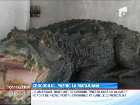 Un traficant de droguri american si-a ascuns stocul de marijuana sub un aligator