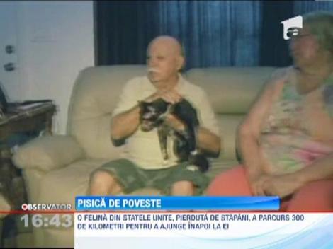 SUA: O pisica a strabatut 300 de kilometri pentru a-si regasi stapanii