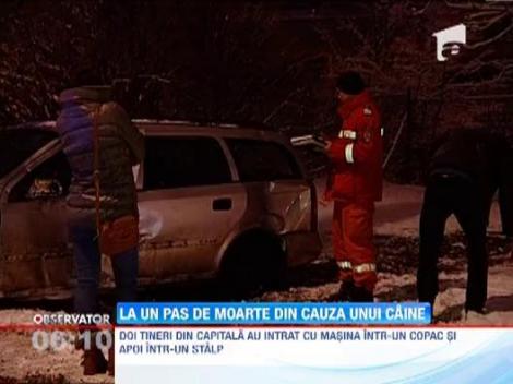 La un pas de moarte din cauza unui caine