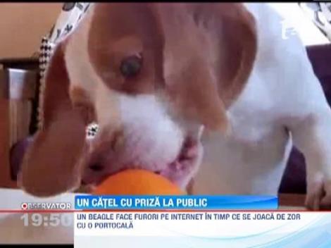 Un caine si o portocala fac senzatie pe internet