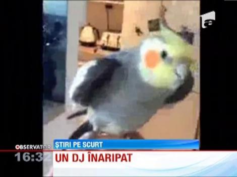VIDEO: Un papagal DJ face senzatie pe internet!
