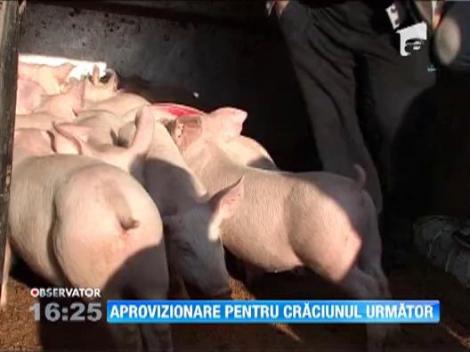 Romanii se aprovizioneaza cu porci pentru Craciunul urmator