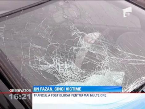 Un fazan a provocat un grav accident rutier, in judetul Timis