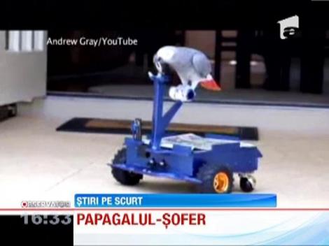VIDEO: Un papagal din America a invatat sa conduca un vehicul