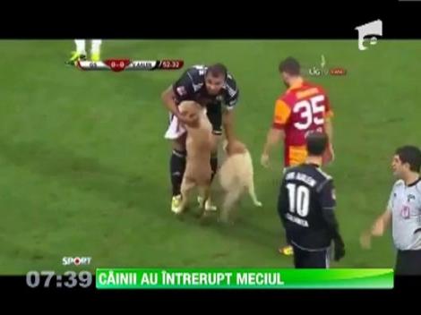 Doi caini de rasa au intrerupt meciul Galatasaray-Aalen