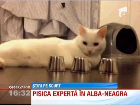 Pisica experta in alba-neagra