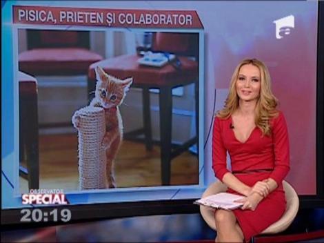 Pisicile pot fi ajutoare de nadejde