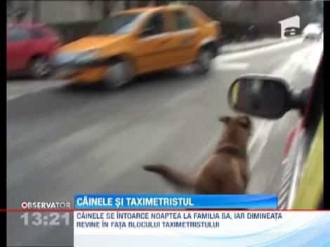 Un caine insoteste un taximetrist la fiecare cursa prin oras