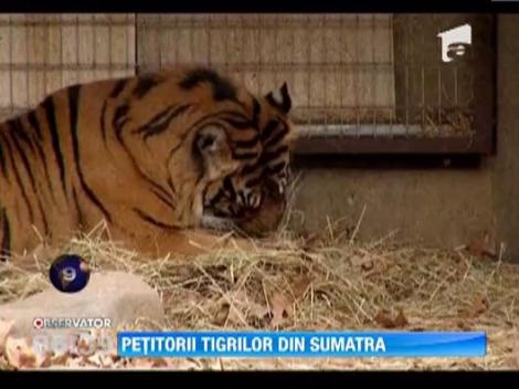 Petitorii tigrilor din Sumatra. Specialistii spera sa-i convinga sa aduca pe lume pui, pentru a ajuta la supravietuirea acestei specii