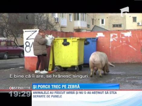 In Alexandria, porcii au inlocuit cainii maidanezi: Se plimba pe trotuar si traverseaza doar regulamentar