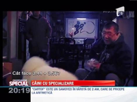 Caini cu specializare