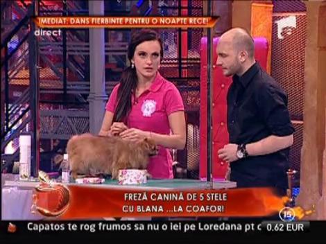 Freza canina de 5 stele pentru catelul lui Mitoseru