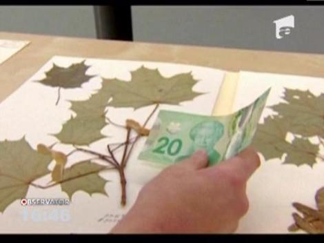 Confuzie creata de Banca Nationala a Canadei: pe bancnote s-a tiparit frunza de artar gresita!
