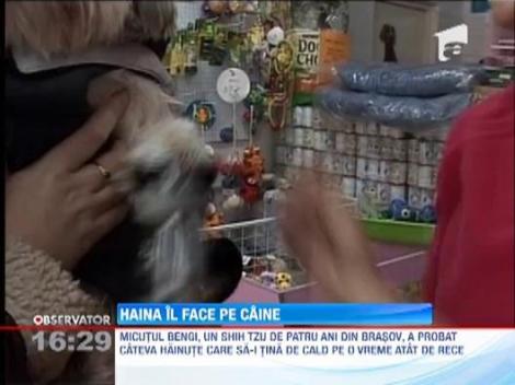 Hainele pentru caini, la mare cautare in magazinele de animale din Romania